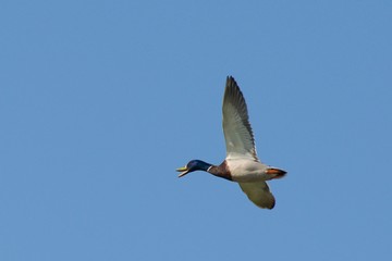 the flying duck in the blue sky