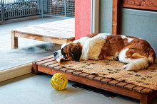 Saint Bernard Dog Lying In Breeding Kennel Martigny, Switzerland
