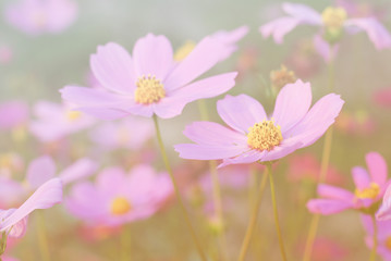 Wall Mural - cosmos flowers vintage tone background wallpaper