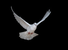 White Dove Flying Isolated On Black
