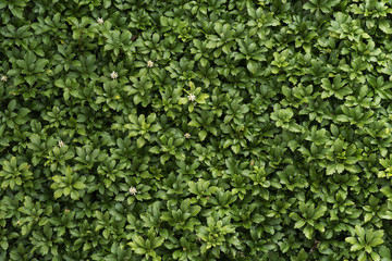 Pachysandra, evergreen ground cover with small white flowers as a background texture