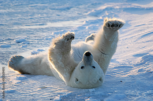 Fotomural Polar bear awakens and stretches in Churchill, Manitoba, Canada