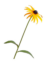 Single Stem, Leaves And Flower Of A Rudbeckia Isolated On White
