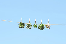 Plants Pegged On A Clothes Line, Against A Blue Background