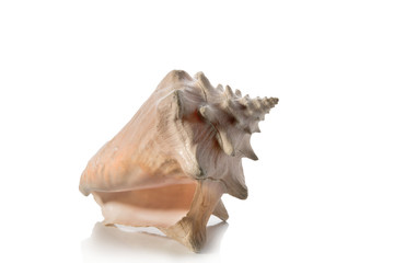 Sea shell on white background