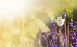 Lavender with butterfly and sunshine