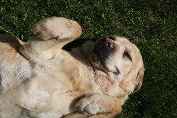 cute yellow Labrador in grass