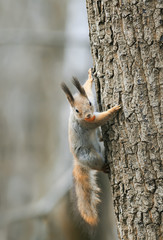 Wall Mural - funny squirrel climbing tree with nut in his teeth