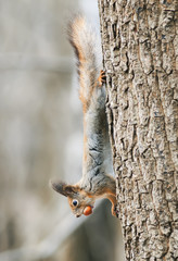 Wall Mural - funny little furry squirrel climbing tree with nut in his teeth