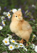 Cute chick in colorful meadow vertical
