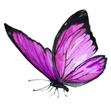 Fototapeta Motyle - Butterfly purple watercolor. Illustration. Handmade.