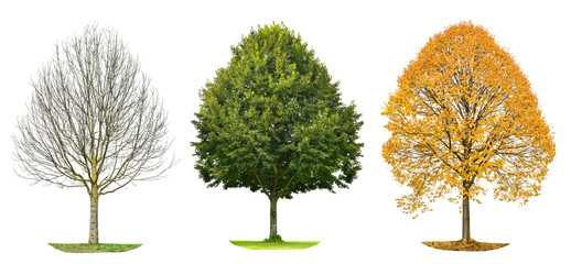 Wall Mural - tree silhouette isolated spring summer autumn