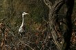 Grey heron carrying a stick in his beak