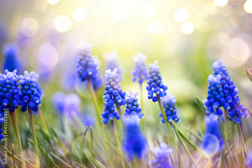 Spring muscari hyacinth flowers. Spring nature background with blue blossoming flowers closeup - obrazy, fototapety, plakaty 