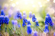 Spring muscari hyacinth flowers. Spring nature background with blue blossoming flowers closeup