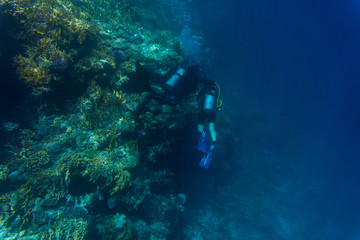 Variety of soft and hard coral shapes, sponges and branches in the deep blue ocean. Yellow, pin, green, purple and brown diversity of living clean undamaged corals.