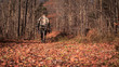 Walk into the Woods. Archery hunting big woods. Hunter walking through the woods with gear