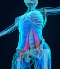 Wall Mural - Female psoas muscle. Soul muscle. Human anatomy muscular system. 3d illustration.