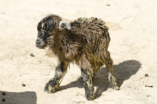 New Born Goat