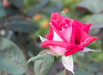 Wall Mural - closeup beautiful young red rose in garden, selective focus and blur concept