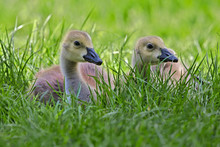 Close-up Of Two Canada Geese Goslings Sitting In Lush Green Grass And Looking To One Side.