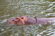 © NVB Stocker - hippopotamus, hippo