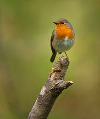 European robin perched on a branch