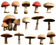 Mushrooms 3D Illustration