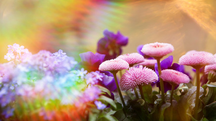 Wall Mural - pink and lilac flowers in a garden.