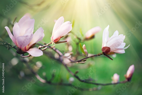 Spring magnolia blossom background. Beautiful nature scene with blooming magn...