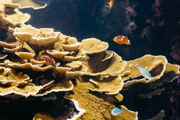Canvas Print - Small Coral Fish In Aquarium