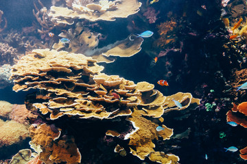 Canvas Print - Small Coral Fish In Aquarium