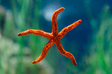 Canvas Print - Red Starfish Macro In Aquarium