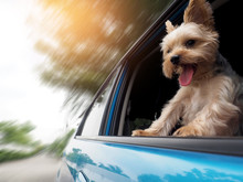 A Happy  Yorkshire Terrier Dog Is Hanging Is Tongue Out Of His Mouth And Ears Blowing In The Wind As He Sticks His Head Out A Moving And Driving Car Window.