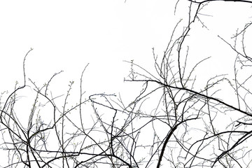 tree branch silhouette photography , isolated on white background