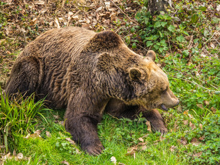 a european brown bear with distinctive hump due to muscles for digging, lying on grassy woodland fol