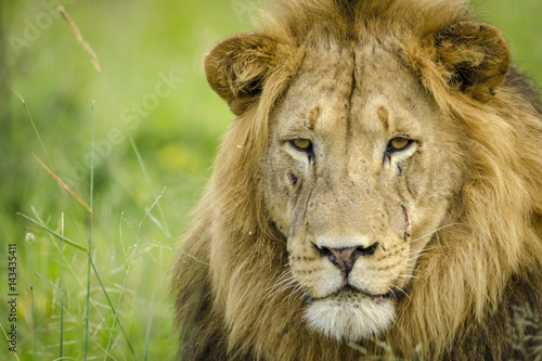 Plakat Lew (Panthera leo). KwaZulu Natal. Afryka Południowa