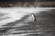 Pingwin Maskowy na Deception Island