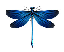 Calopteryx Virgo Dragonfly