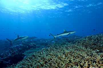 Wall Mural - Gray Reef sharks, Carcharhinus amblyrhynhos, in Kingman Reef.