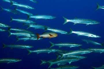 Wall Mural - Blackfin barracudas, Sphyraena qenie, Kingman Reef.