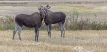 Finnish Elks