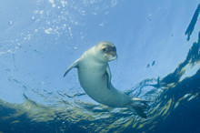 Diving Picture Of Mediterranean Monk Seal, Gokova Bay Turkey.
