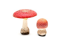 Two Of The Mushroom Fly Agaric On White Background