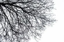 Dark Silhouette Of Bare Tree Branches