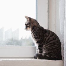 Striped Cat Sitting On The Windowsill.