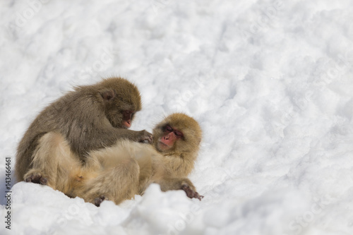 雪の中で毛づくろいをする猿の夫婦 その３ Adobe Stock でこのストック画像を購入して 類似の画像をさらに検索 Adobe Stock