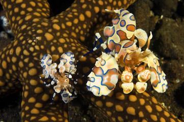 Wall Mural - Harlequin shrimps, Hymenocera elegans, feeding on a starfish, Bali Indonesia.