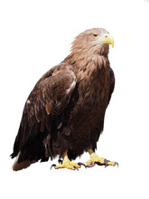 Eagle With Yellow Beak Sitting  Isolated At White