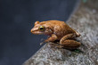 Coqui Frog in Hawaii sitting on a rock bowl